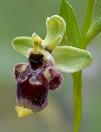 Ophrys conradiae